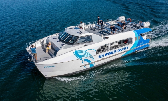 ゴールドコースト発！クジラに会いに行く感動のクルーズ